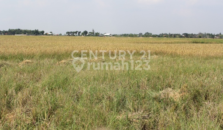 Rice Fields Ready for Cultivation in Sukatani Cikarang Area
