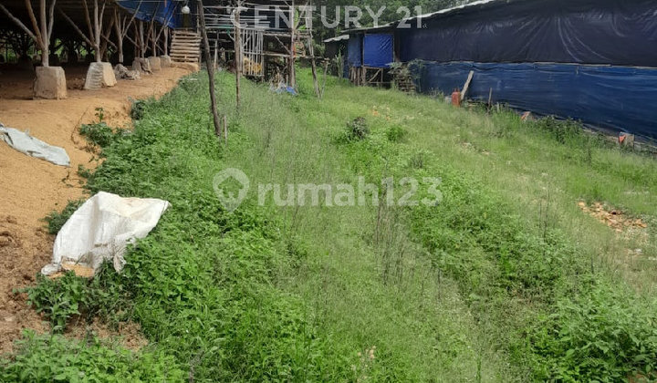 Tanah dan Peternakan Ayam Siap Usaha Auto Cuan Tanjungsari Bogor