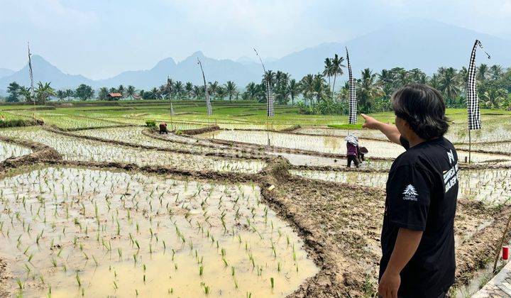 Tanah Sawah Murah Akses Mobil Air Melimpah Di Bogor 2