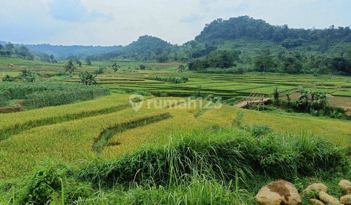 Tanah Sawah Nempel Sungai Cocok untuk Villa Ubud Bali 1