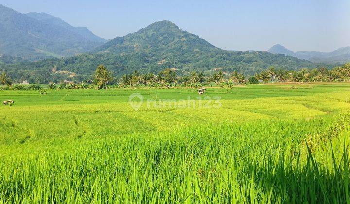 Tanah Sawah Produktif View Mewah Akses Mobil 2