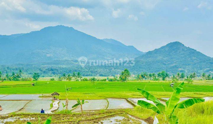 Tanah Sawah Produktif SHM Gratis Perawatan 2 Tahun 1