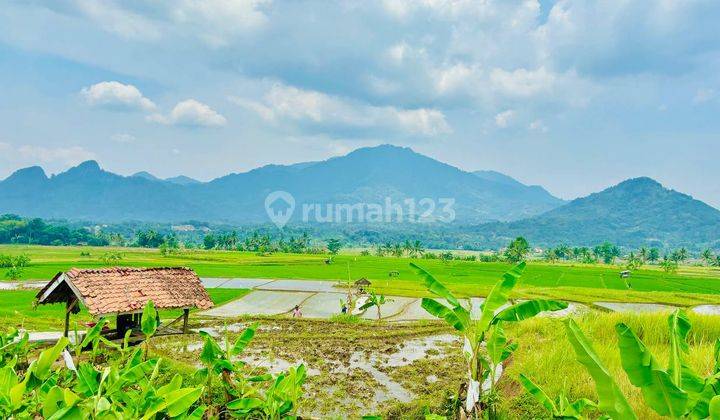 Tanah Sawah Produktif SHM Gratis Perawatan 2 Tahun 2