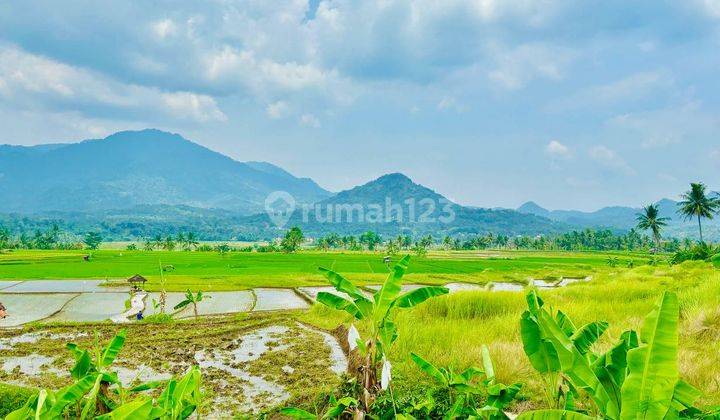 Tanah Sawah Produktif SHM Gratis Perawatan 2 Tahun 2