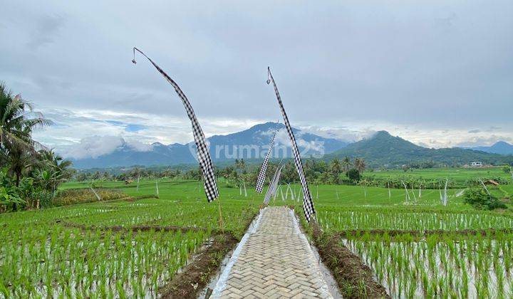 Tanah Sawah 400 Meter Akses Mobil Masuk  2