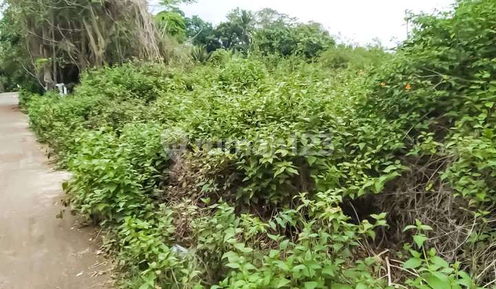 This Is Primely And Beautiful 8090 Sqm Land Gp0120 4