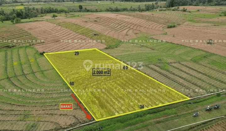 Spacious 20 Are Freehold Land In Beraban, Tabanan 2