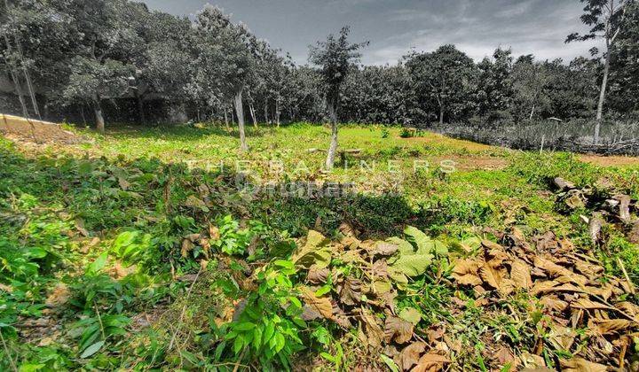 Spacious Freehold Land In Uluwatu Ideal Residential Opportunity 2