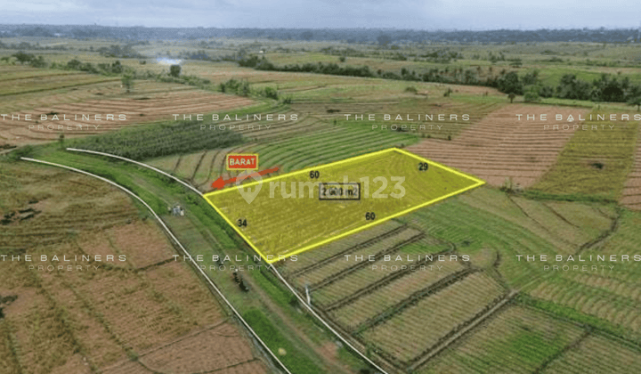 Spacious 20 Are Freehold Land In Beraban, Tabanan 1