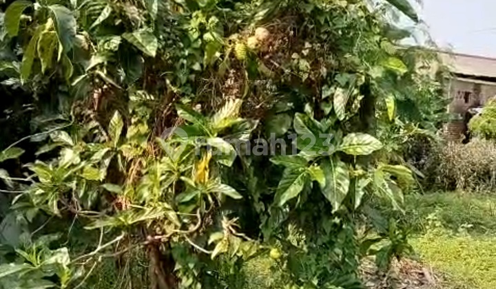 For Sale Ketapang Cipondoh Plot 2609m2