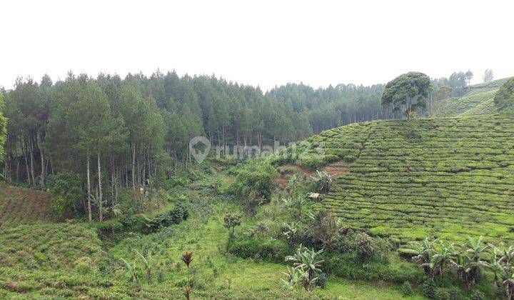 Tanah Perbukitan Pangalengan area Pariwisata, cocok untuk Villa 1