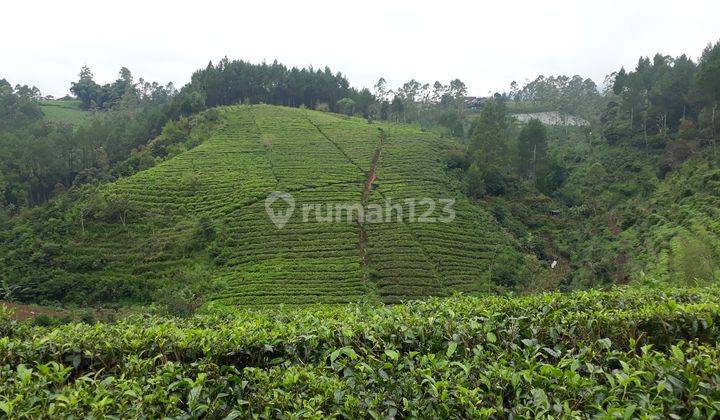 Tanah Perbukitan Pangalengan area Pariwisata, cocok untuk Villa 3