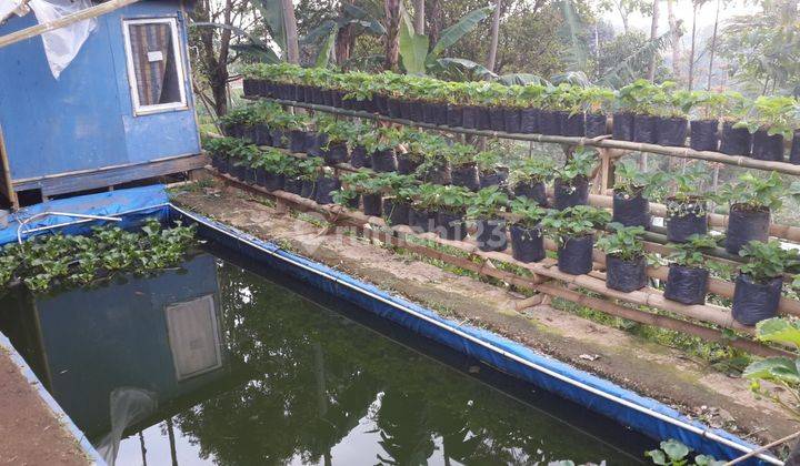  For Sale Kavling Hadap Timur Dengan Bangunan di Cisarua, Kbb 4