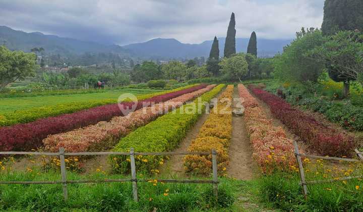 Tanah Cocok Untuk Hotel/Villa/Tempat Wisata di Ciwidey Tanah Cocok Untuk Hotel/Villa/Tempat Wisata di Ciwidey