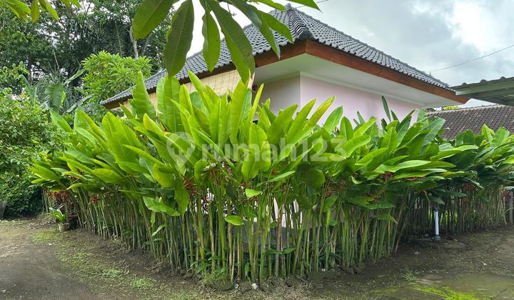 New Simple House 1 Bedroom Yearly Rent Denpasar Utara 2