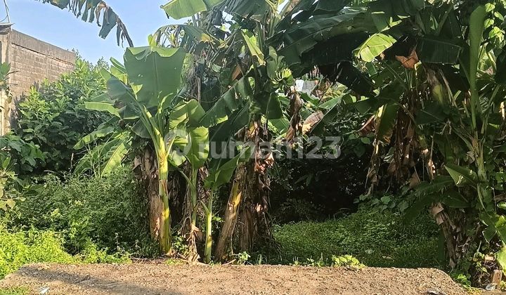 Tanah 445m2 Strategis Murah Jalan Utama Dekat Pantai Gianyar Tanah 445m2 Strategis Murah Jalan Utama Dekat Pantai Gianyar