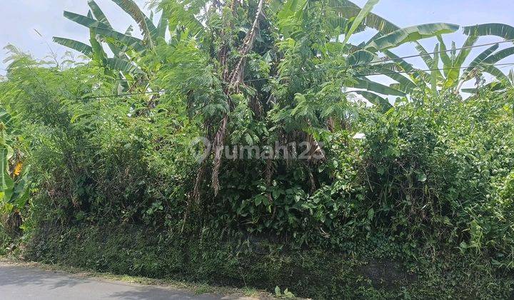 Lahan Premium 11.6 Are Akses Jalan Utama Tumvak Bayuh Canggu 2