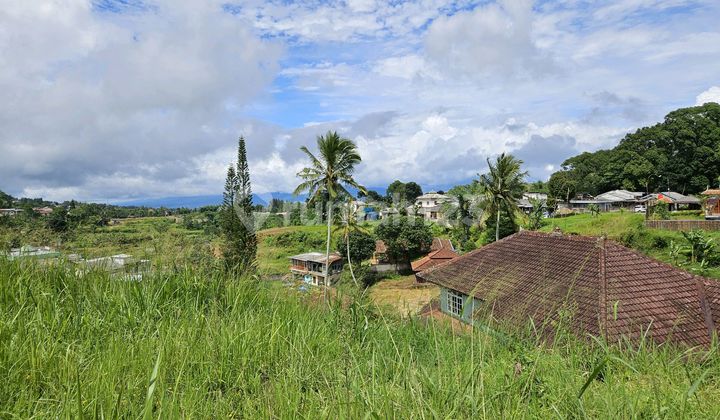 For Sale 4500M2 Land in Cisarua Puncak Heading to Safari Park For Sale 4500M2 Land in Cisarua Puncak Heading to Safari Park