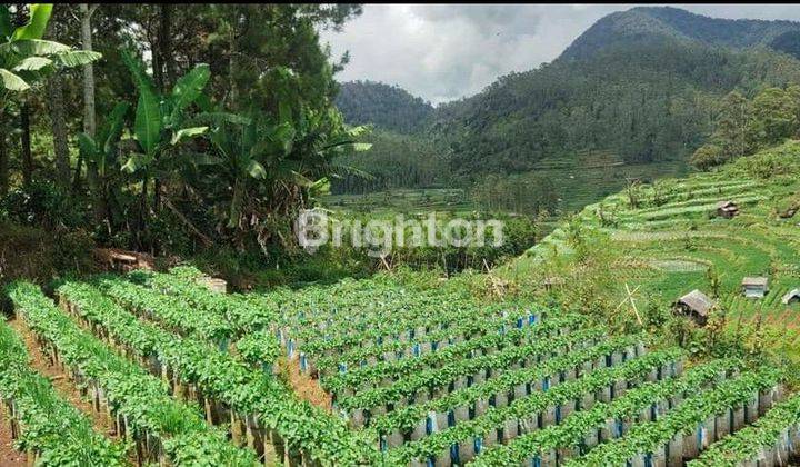 Tanah Kebun Luas dan Murah di Ciwidey 1