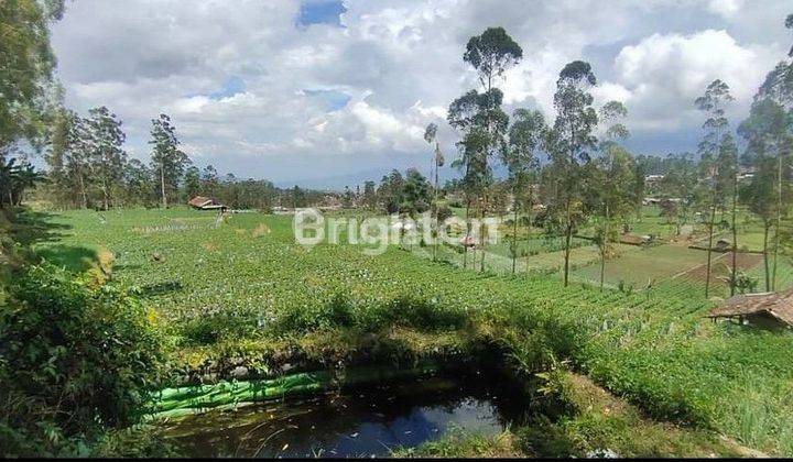 Tanah Kebun Luas dan Murah di Ciwidey 2