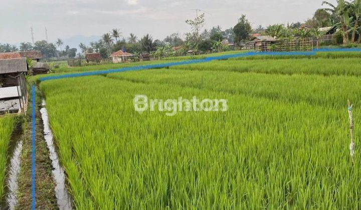 Di  tanah Sawah di Subang 2