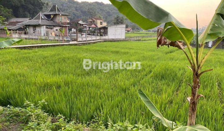 Di  tanah Sawah di Subang 1