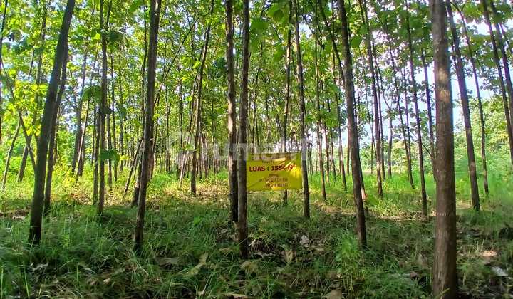 Tanah Siap Bangun di Bojonegoro Jawa Timur, Cocok untuk Investasi Jangka Panjang