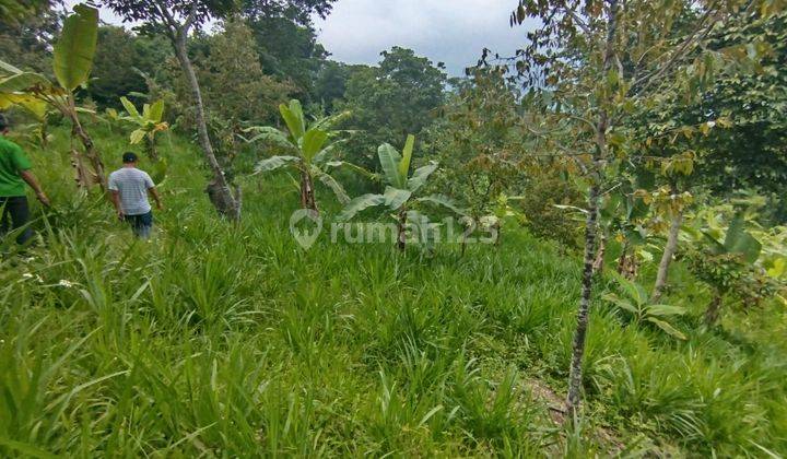 Tanah Luas di Sukamakmur Bogor , Bogor SHM 7.000 m² 2