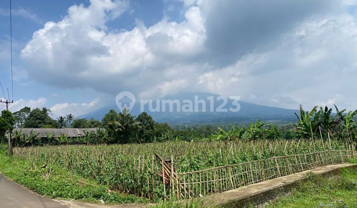 Tanah Kebun Datar Luas View Gunung Di Cijeruk Bogor