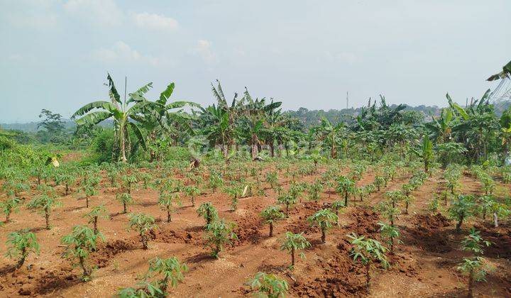 Tanah Kebun Luas di Jl. Hambalang, Citeureup, Bogor SHM 1,2 Ha 2