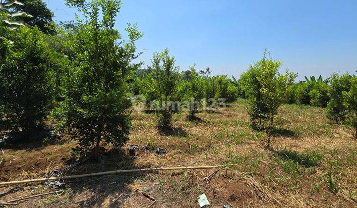 Tanah Kebun di Cugenang Padaluyu, Cianjur SHM 2.218 m² 1