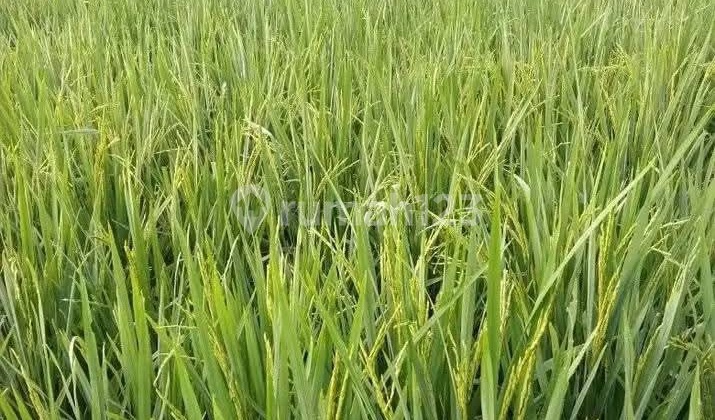 Tanah Sawah Terus Panen Di Sukamakmur Bogor 