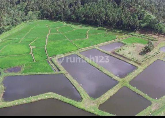 Jual cepat tanah agrobisnis plus agrowisata dengan view terbaik gunung klabat - Minahasa Utara 10
