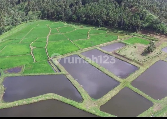 Jual cepat tanah agrobisnis plus agrowisata dengan view terbaik gunung klabat - Minahasa Utara 15