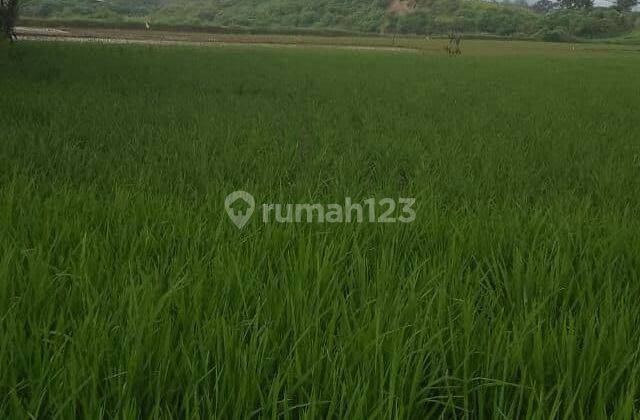 Tanah Sawah Produktif 1