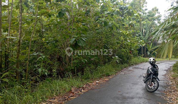 Tanah Sawah Di Balecatur Gamping Sleman Yogyakarta 2