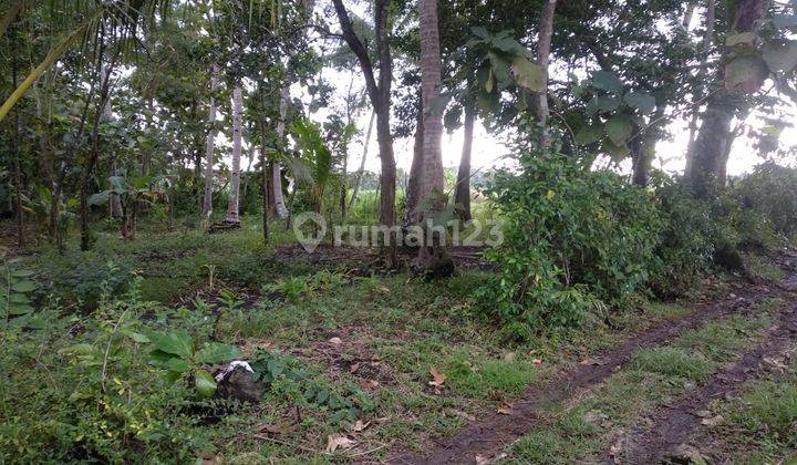 Tanah Pekarangan Di Jalan Wates-Purworejo Wates Kulonprogo Yogyakarta 5