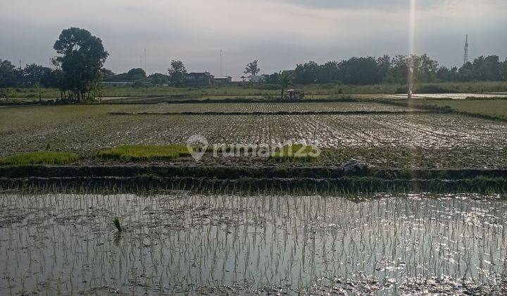 Tanah Sawah Murah Di Plered Bantul Yogyakarta 1