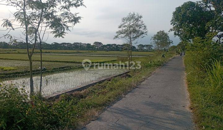 Tanah Sawah Murah Di Plered Bantul Yogyakarta 2