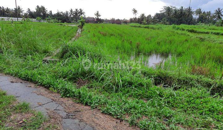 Tanah Sawah Di Wukirsari Cangkringan Sleman Yogyakarta 1