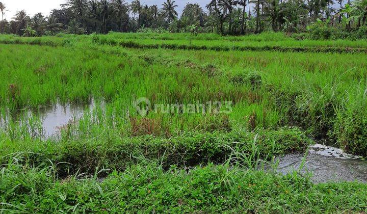 Tanah Sawah Di Wukirsari Cangkringan Sleman Yogyakarta 2