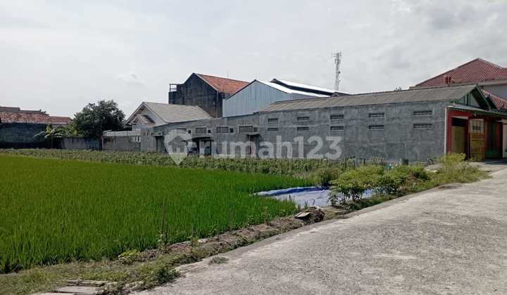 Tanah Sawah Luas 1126 Meter Persegi Lokasi Strategis di Berbah Sleman 