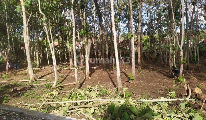 Tanah Bonus Pohon Jati Lokasi Strategis di Daerah Paliyan Gunung Kidul 1