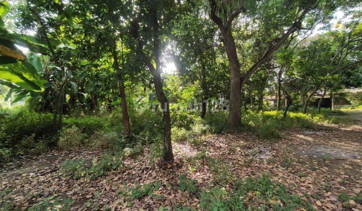 Tanah Seluas 2549 Meter Persegi Lokasi Dekat Candi Prambanan Sleman 2