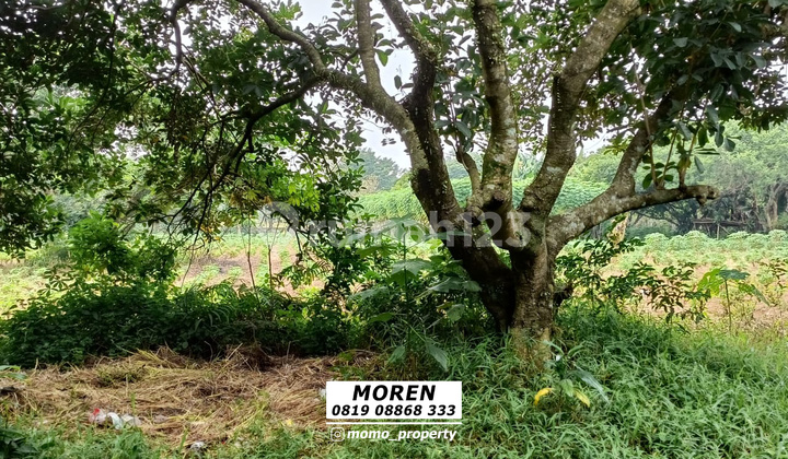 For Sale Quick Land Pasar Ciseeng Parung Bogor West Java For Sale Quick Land Pasar Ciseeng Parung Bogor West Java
