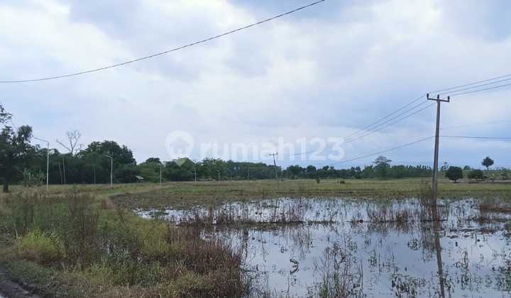 Dijual Tanah Kavling Desa Cikedung Cikamurang Indramayu Jawa Barat Dijual Tanah Kavling Desa Cikedung Cikamurang Indramayu Jawa Barat