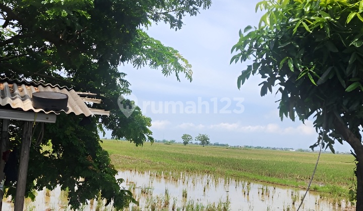 Dijual Cepat Tanah Pantura Ciasem Subang Jawa Barat