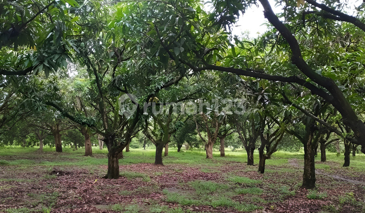 Dijual Cepat Tanah Langka Sumedang Kertajati Jawa Barat