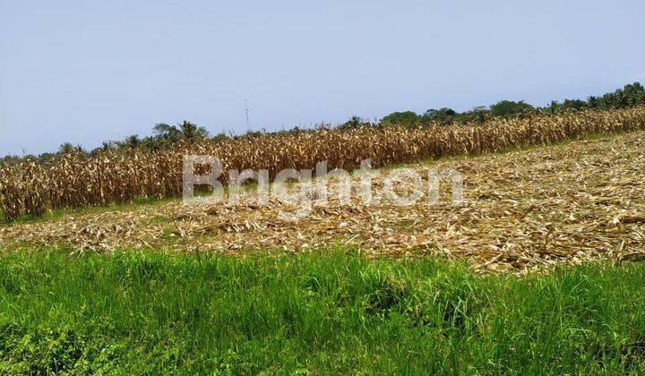 GLOBAL LAND IN TEGALMENGKEB TABANAN 2