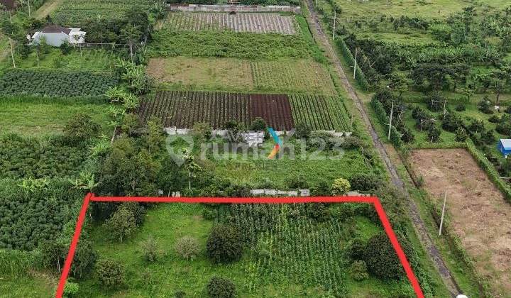 Harga Murah Tanah Luas Jual Bawa Njop Di Lawang Dekat Akses Tol Harga Murah Tanah Luas Jual Bawa Njop Di Lawang Dekat Akses Tol
